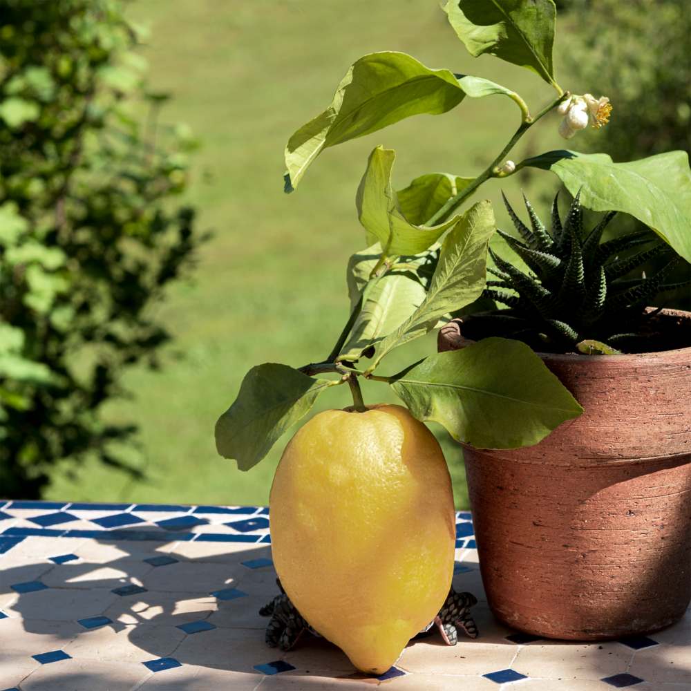 citron d'Amalfi
